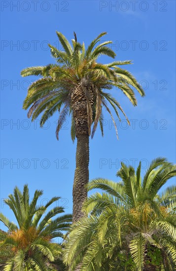 Canary date palm