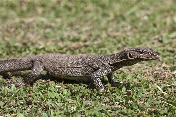 Bengal or common Indian monitor