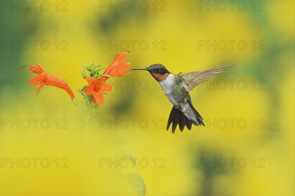 Ruby-throated Hummingbird