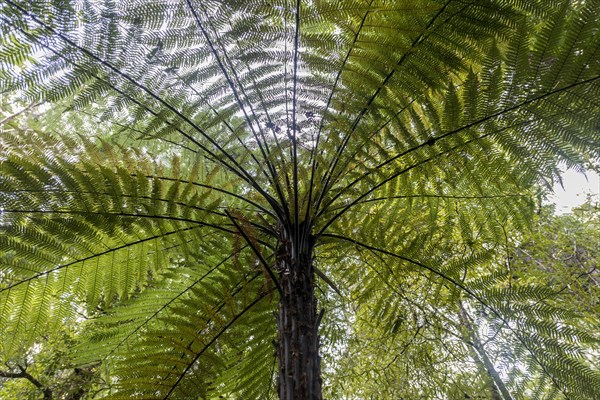 Tree fern