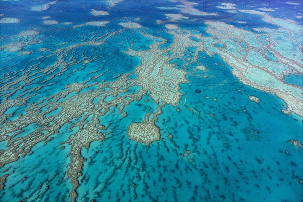Structures in the Coral Reef