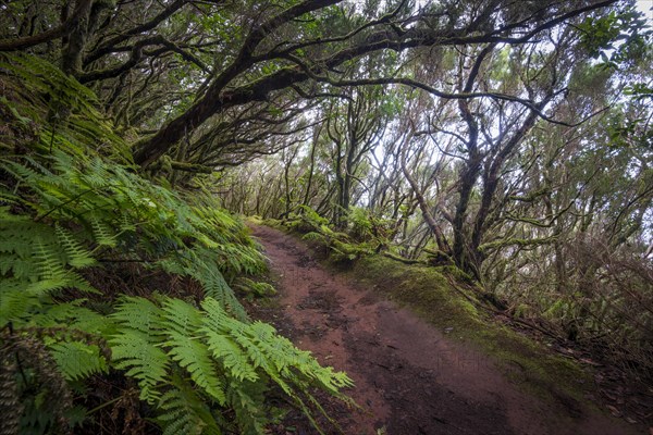 Trail through the laurel forest