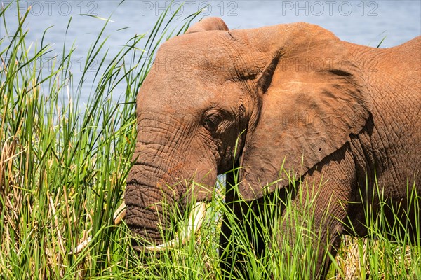 African Elephant