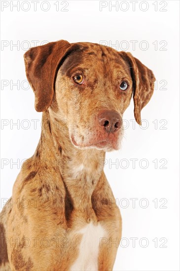 Catahoula Leopard Dog