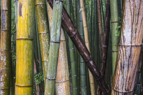 Bamboo forest of Arashiyama