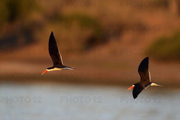 African skimmers