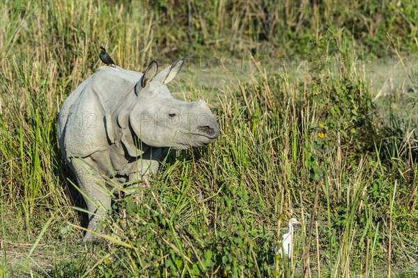 Indian rhinoceros