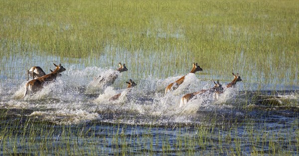 Red Lechwe