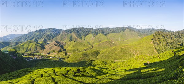 Valley with tea plantations