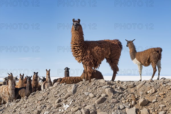 Llamas