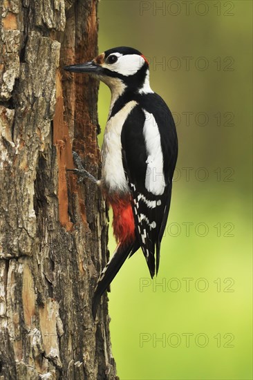 Woodpecker