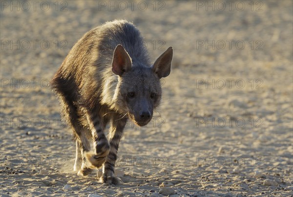 Brown hyena