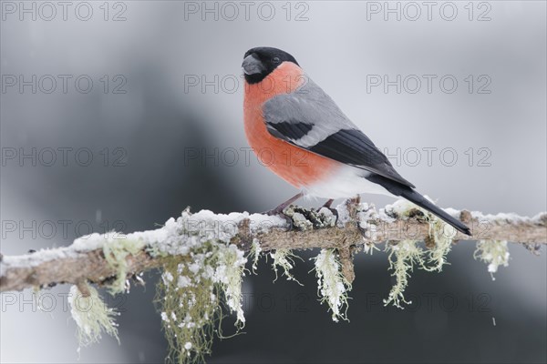 Eurasian bullfinch