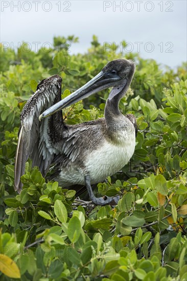 Brown Pelican