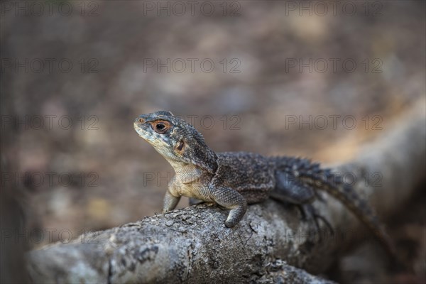 Collared iguanid lizard