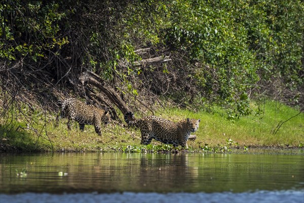 Jaguars