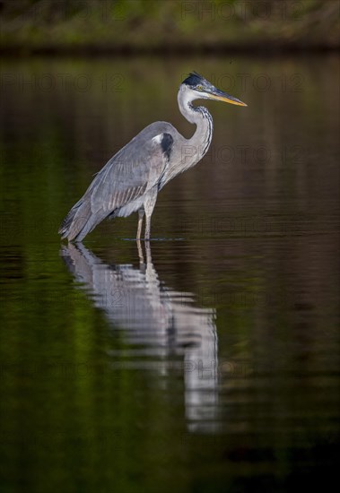 Cocoi heron