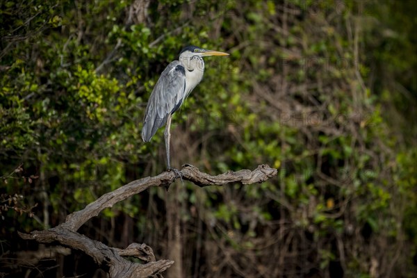 Cocoi heron