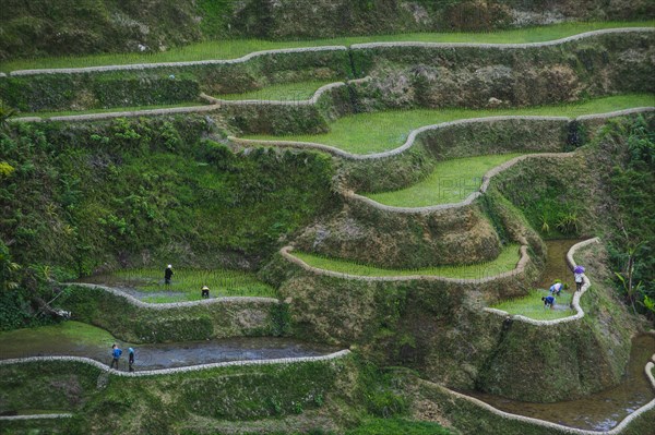 Rice terraces of Banaue