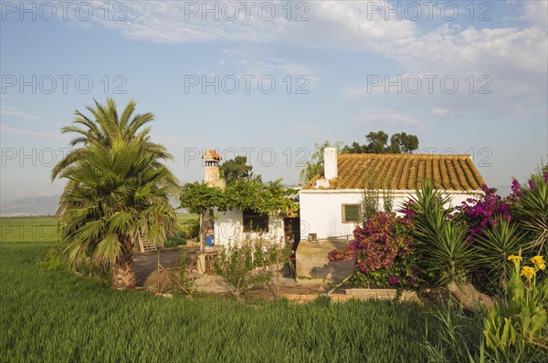 Small farm house amidst rice fields