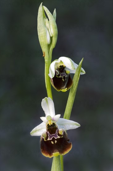 Late spider-orchid