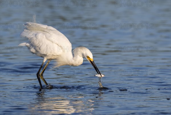 Snowy Egret