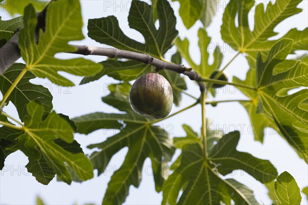 Common fig