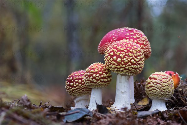 Fly agaric or fly amanita