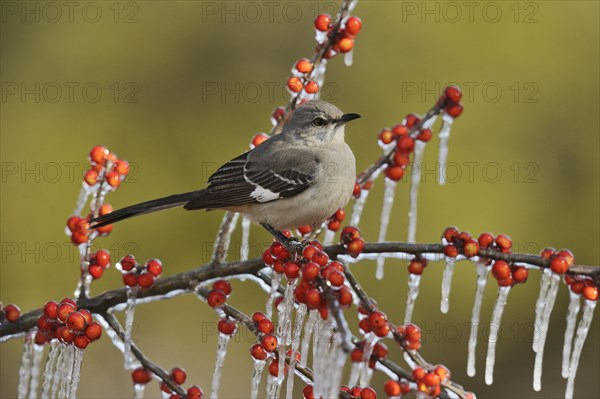 Northern Mockingbird