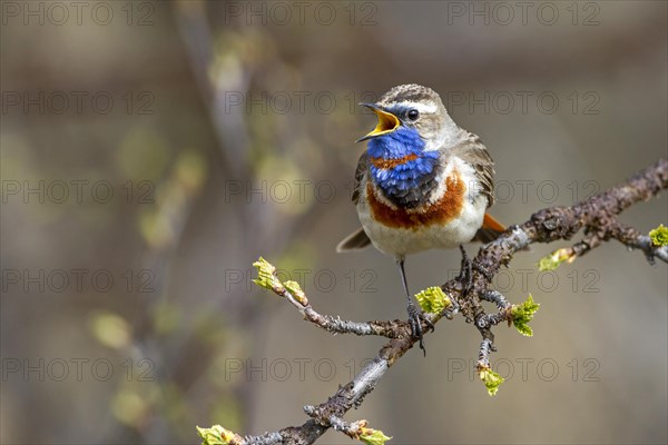 Red-spotted bluethroat