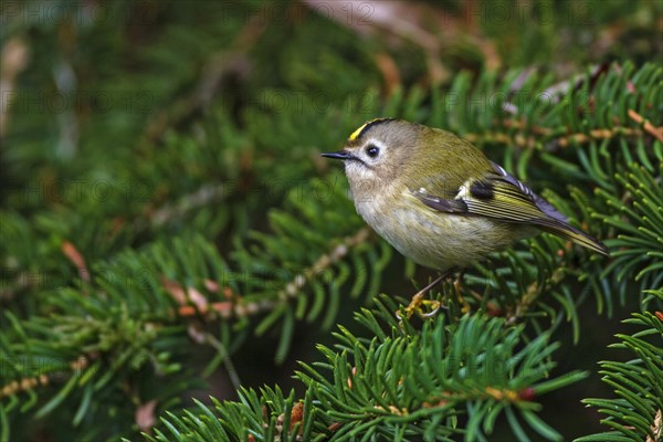 Common firecrest