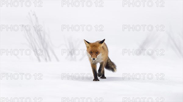 Red Fox