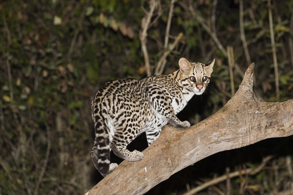 Ocelot