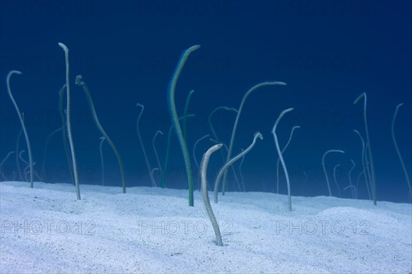 Group of Red Sea garden eels