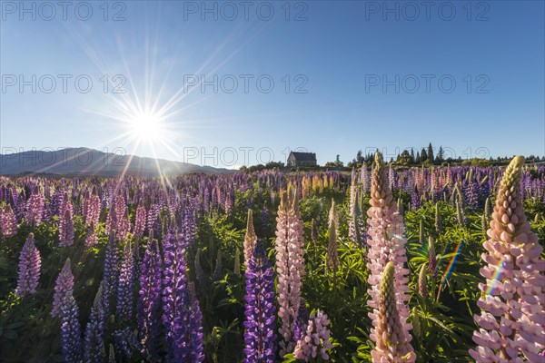 Sun shining through purple Large-leaved lupines