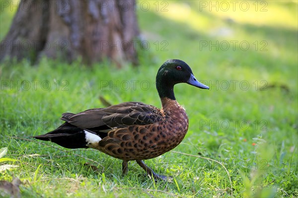 Chestnut-breasted teal