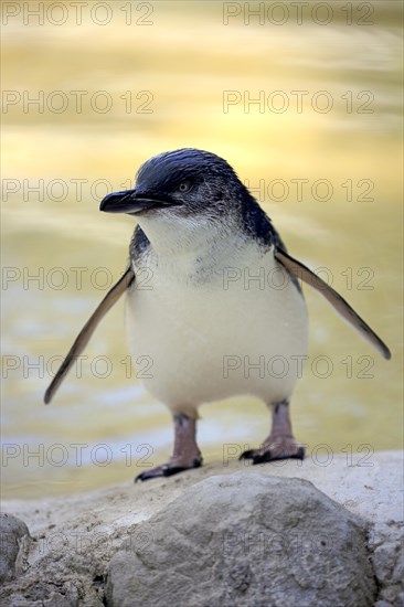 Little penguin