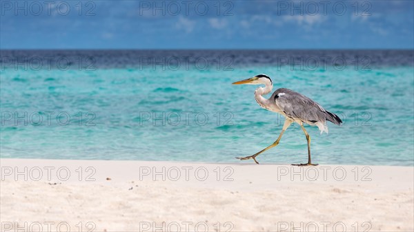 Grey Heron