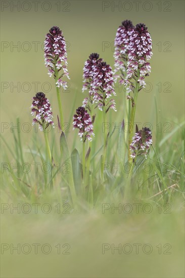 Burnt-tip orchid