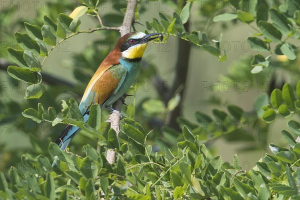 European bee-eater