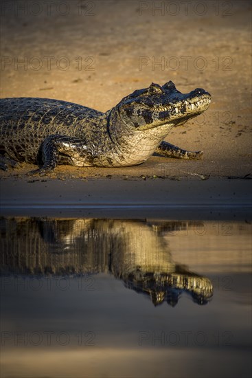 Yacare Caiman