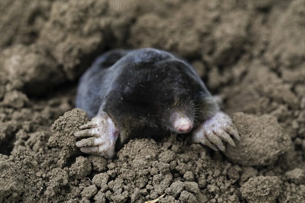 European mole