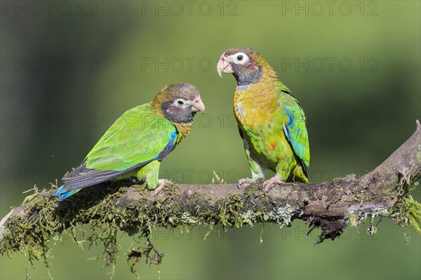 Brown-hooded Parrots