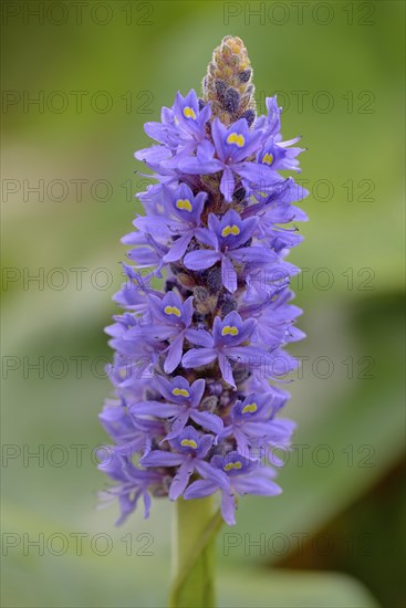 Pickerelweed