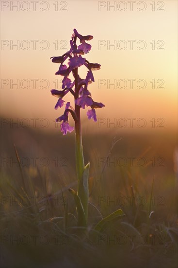 Green-winged orchid