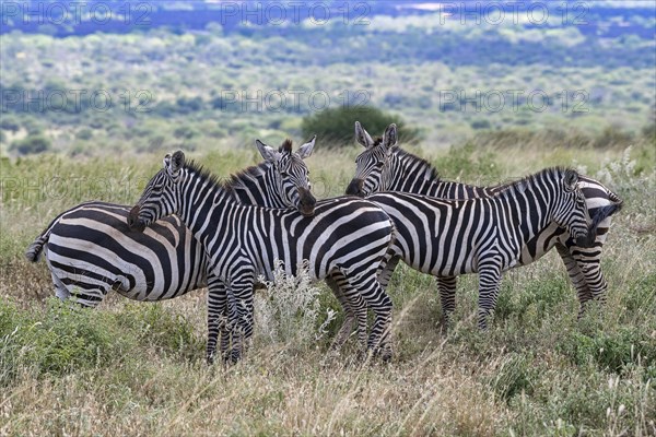 Plains Zebras