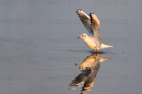 Black-headed gull