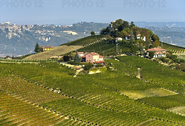 Nebbiolo vineyards