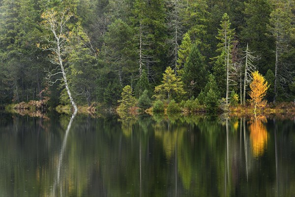 Trees reflected in lake