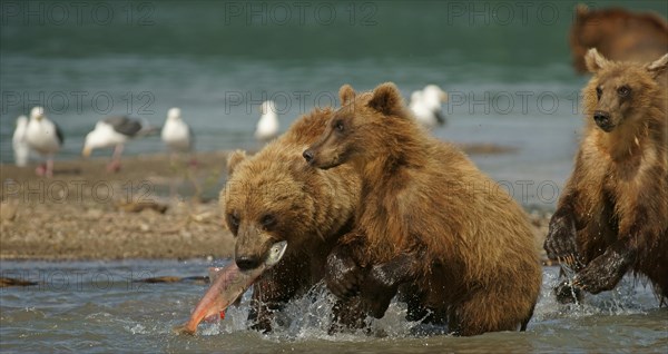 Brown bear